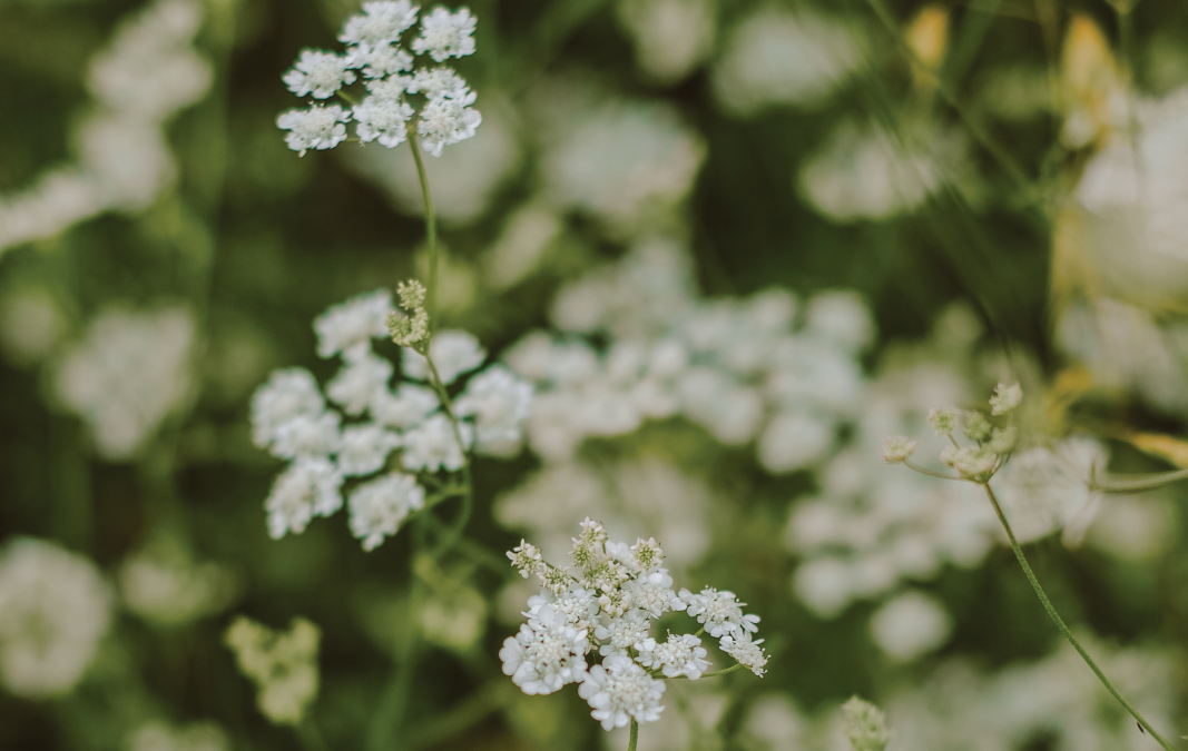 Song of Songs
